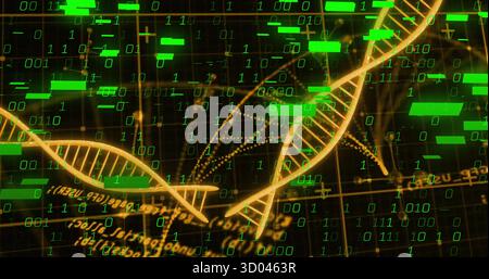 Twisting golden DNA strands over dark grid in data interface, with green binary digits, data bars Stock Photo