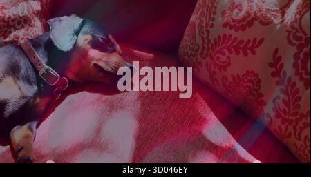 Napping black and tan dachshund wearing leather collar on red sofa, with damask cushion, copy space Stock Photo