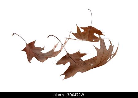 Curled dry oak leaves in brown tones, isolated on white. Autumn symbol, natural texture for seasonal projects and rustic designs. Stock Photo