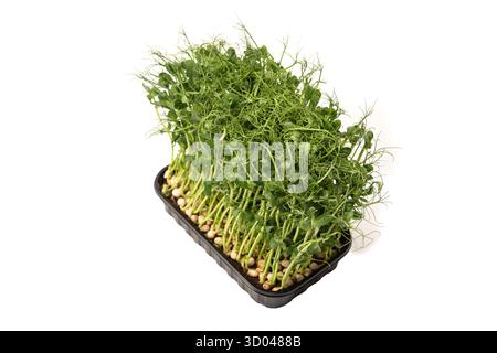 Fresh pea microgreen sprouts isolated on a white background. Healthy food. Stock Photo