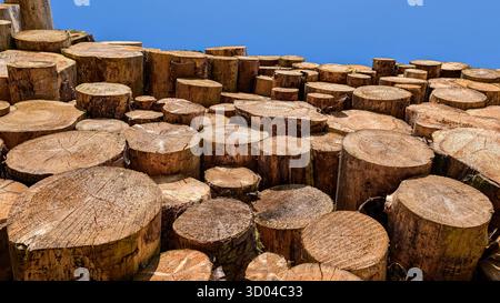 Large pile of cut logs stacked under clear blue sky showing natural wood texture and circular rings. Stock Photo