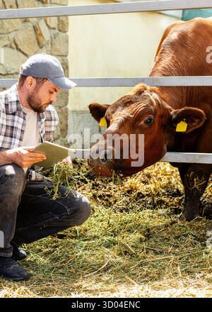 Farm worker inspecting livestock using a computer tablet. Stock Photo
