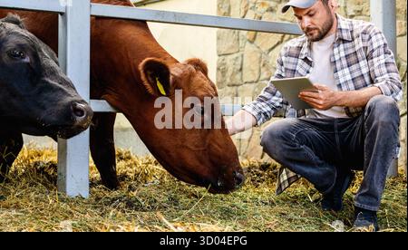 Agricultural worker inspecting livestock using a computer tablet. Stock Photo