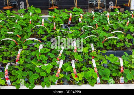 Close up view of green strawberry seedlings with labels growing in plastic containers at garden store. Sweden. Stock Photo