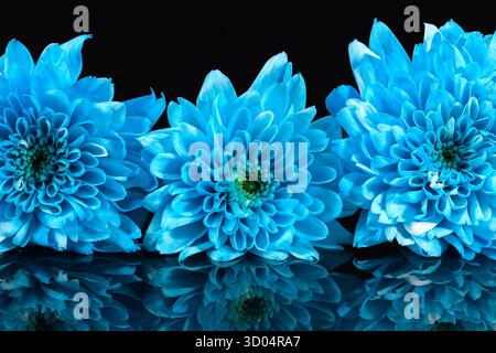 Blue chrysanthemum flowers on black background, reflection,  close up Stock Photo