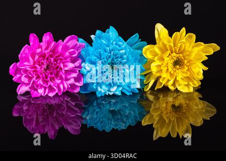Yellow, blue and pink chrysanthemum flowers on black background, reflection,  close up Stock Photo