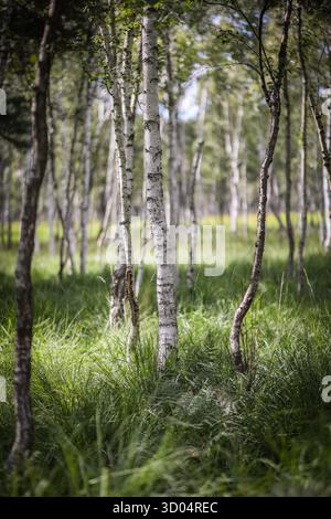 Birch trees growing in lush green grass on a sunny day in a Swedish moorland forest Stock Photo