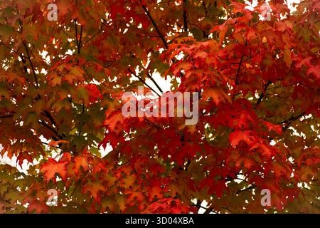 A foliage of colorful leaves, on a tree, in the fall, maple tree, red foliage, beauty in nature, autumn on earth Stock Photo