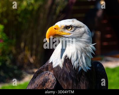 Bald Eagle (Haliaeetus leucocephalus) portrait Stock Photo