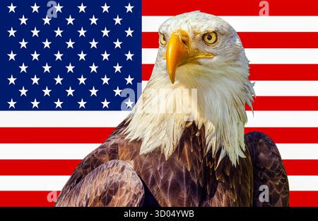 Bald Eagle (Haliaeetus leucocephalus) in front of an American flag Stock Photo