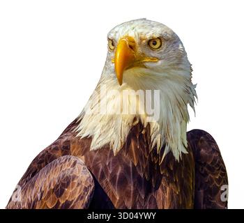 Bald Eagle (Haliaeetus leucocephalus) portrait. Isolated on white Background Stock Photo