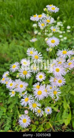 Small purple daisies on green grass background, natural meadow with delicate spring flowers. Stock Photo