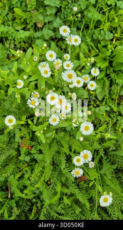 Small white daisies on green grass background, natural spring meadow with fresh flowers. Stock Photo