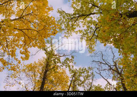 Looking up at canopy of yellow leaves and soft blue sky Stock Photo