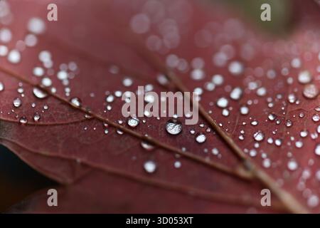 Close-up shot of water droplets on a fallen red autumn leaf Stock Photo
