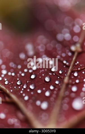 Close-up shot of water droplets on a fallen red autumn leaf Stock Photo