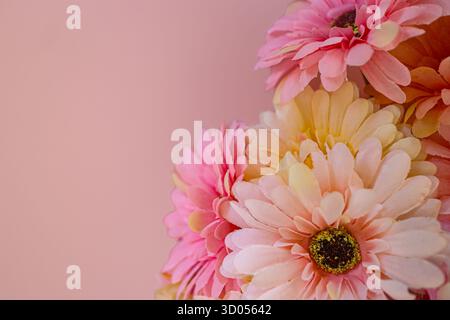 Soft pink Gerbera on right of pastel background with generous left copy space. Minimalist floral design for Mother's Day or beauty branding. Stock Photo