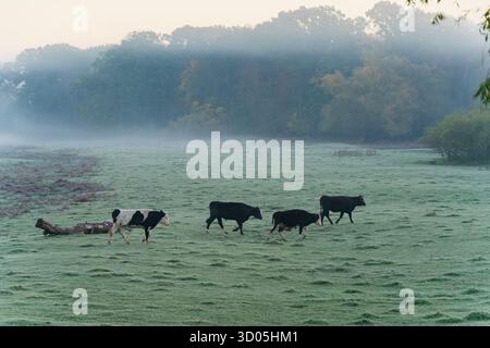 Cattle herd walking across a frosty meadow on a misty morning, with autumn forest in the background. Stock Photo