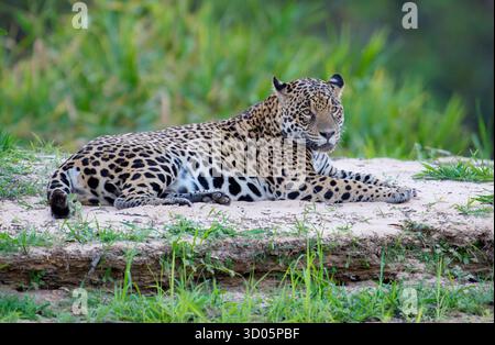 Jaguar lying down on river bank looking right Stock Photo