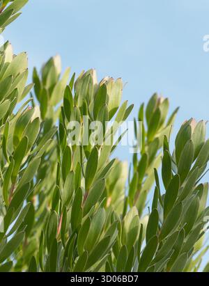 Leucadendron shrub thriving in sun with a clear blue sky showing vibrant green foliage in natural light Stock Photo