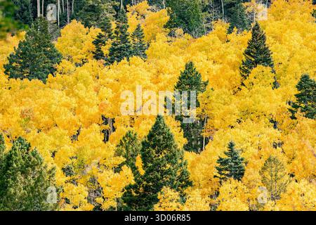 Yellow aspen leaves on mountainside show fall colour and autumn colors in Santa Fe Forest National Park - New Mexico mountain landscpae Stock Photo