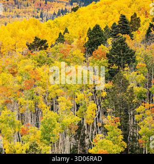 Yellow aspen leaves on mountainside show fall colour and autumn colors in Santa Fe Forest National Park - New Mexico mountain landscpae Stock Photo