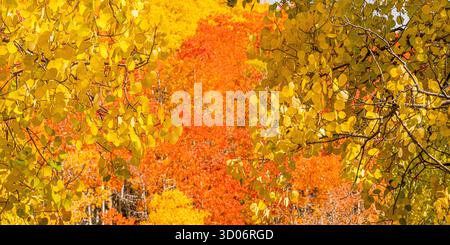 Yellow aspen leaves on mountainside show fall colour and autumn colors in Santa Fe Forest National Park - New Mexico mountain landscpae Stock Photo
