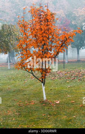 Small tree with orange leaves and white-painted trunk in foggy park. Fallen leaves and soft light evoke a peaceful autumn mood. Stock Photo