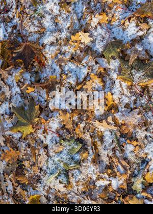 First snow on the green grass and fallen leaves in autumn. Symbol of the coming winter. Natural background texture. Yellow and green fallen leaves on Stock Photo