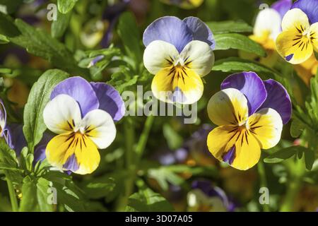 Blooming horn violets (Viola cornuta) flowers, Germany Stock Photo
