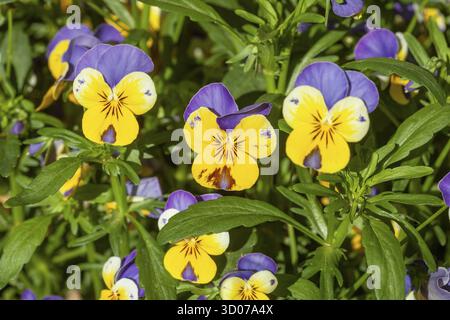 Blooming horn violets (Viola cornuta) flowers, Germany Stock Photo