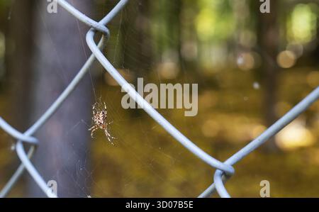 A large spider sits on a web in the forest, bright sunlight seeps through the leaves of the trees, beautiful sun bokeh Stock Photo
