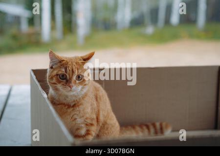 Adorable ginger tabby cat sitting in carton box on terrase of country house Stock Photo
