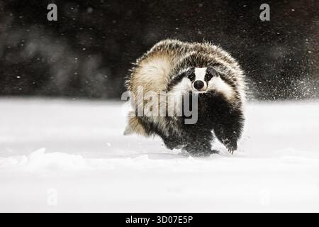 old European badger (Meles meles) running fast through the snow Stock Photo