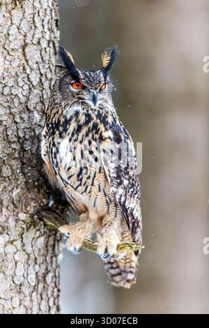 Eurasian eagle-owl (Bubo bubo) sitting on a spruce tree on a winter's day Stock Photo
