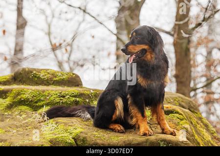 black and gold Hovie dog hovawart Stock Photo