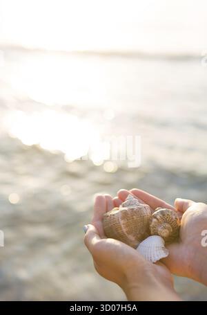 Girl holding different seashells in hands on the background of the sea Stock Photo
