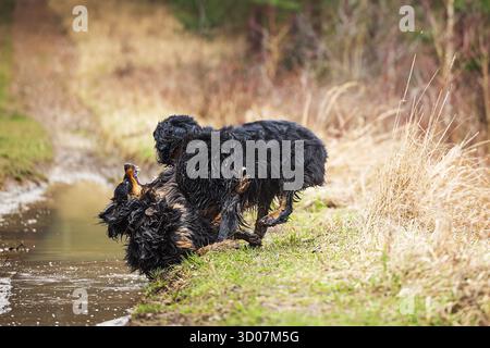 male black and gold Hovie dog hovawart Stock Photo