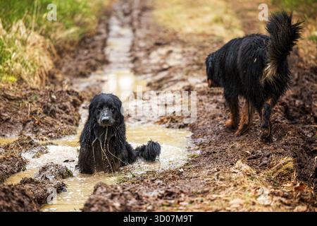 male black and gold Hovie dog hovawart Stock Photo