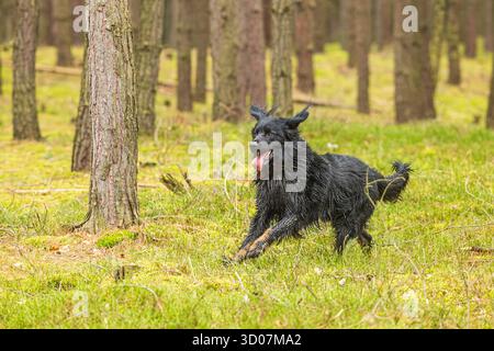 male black and gold Hovie dog hovawart Stock Photo