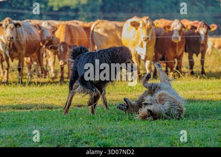 male black and gold Hovie dog hovawart Stock Photo