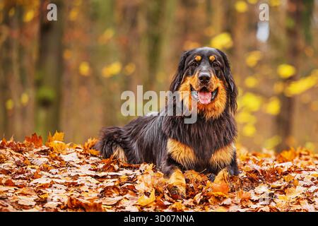 male black and gold Hovie dog hovawart Stock Photo