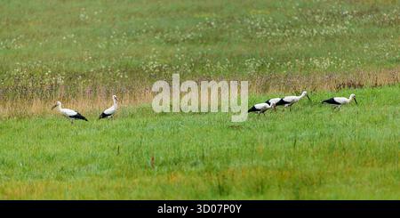The white stork (Ciconia ciconia) a small flock walking in the pasture Stock Photo