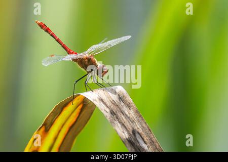 The red-veined darter or nomad (Sympetrum fonscolombii) on the reed stalk Stock Photo