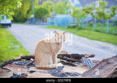 Red-haired cat sitting on a summer wood Stock Photo