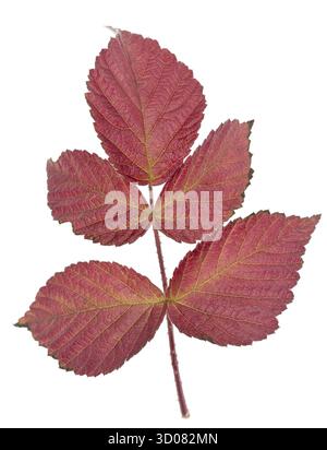 Autumn raspberry leaf isolated on white background Stock Photo