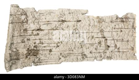 Birch bark isolated on white background Stock Photo