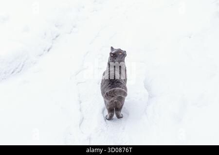Gray cat with orange eyes walking outside on fresh white snow, leaving footprints. Winter landscape, cold weather, pet exploring, adventure, season an Stock Photo