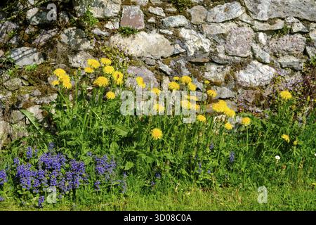 Dandelions on the cemetery wall, parish church of St. Johannes der Taeufer, Weissbriach, Gitschtal, Carinthia, Austria Stock Photo