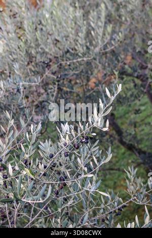 Ripe Black Olives on Tree Branch Ready for Harvest Stock Photo